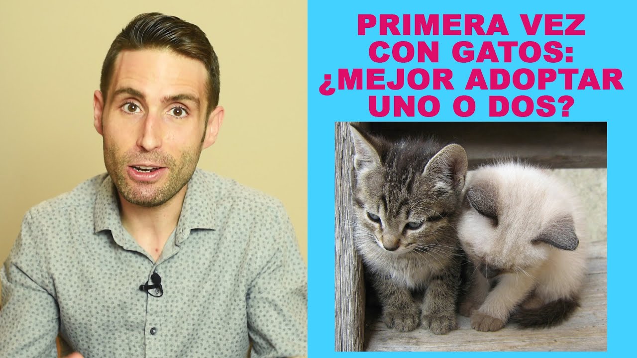 Descubre cómo adoptar gatos en Albacete: Guía completa