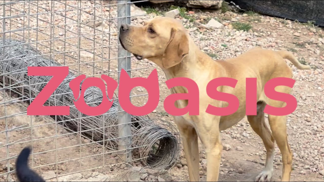 Conoce la protectora de animales en Albacete: una causa que debemos apoyar
